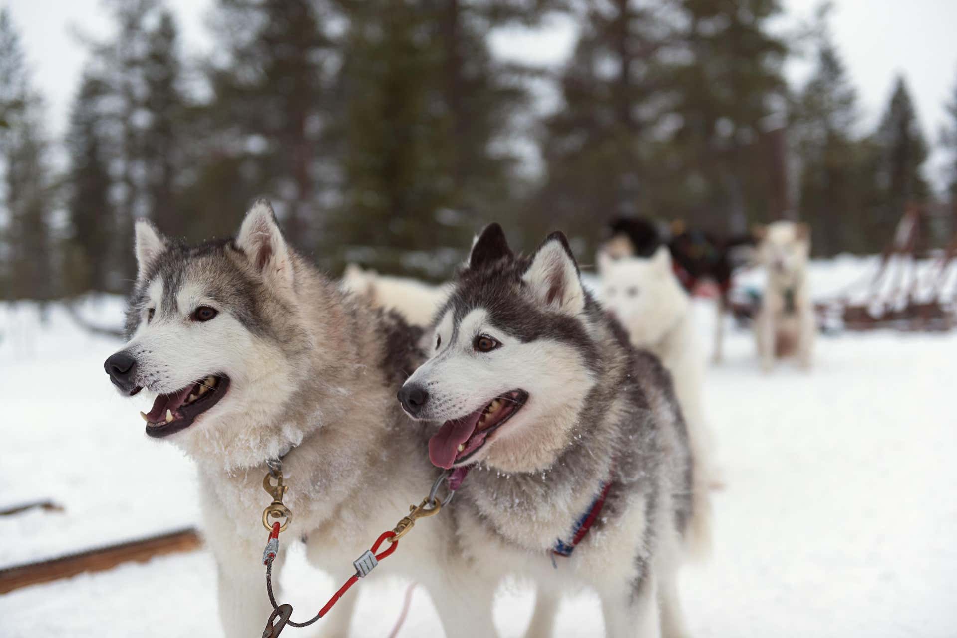 Husky Sledding Tour from Luosto - Book Online at Civitatis.com