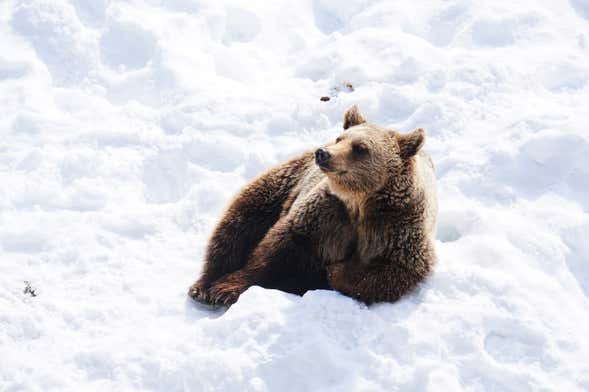 Escursione allo zoo di Ranua