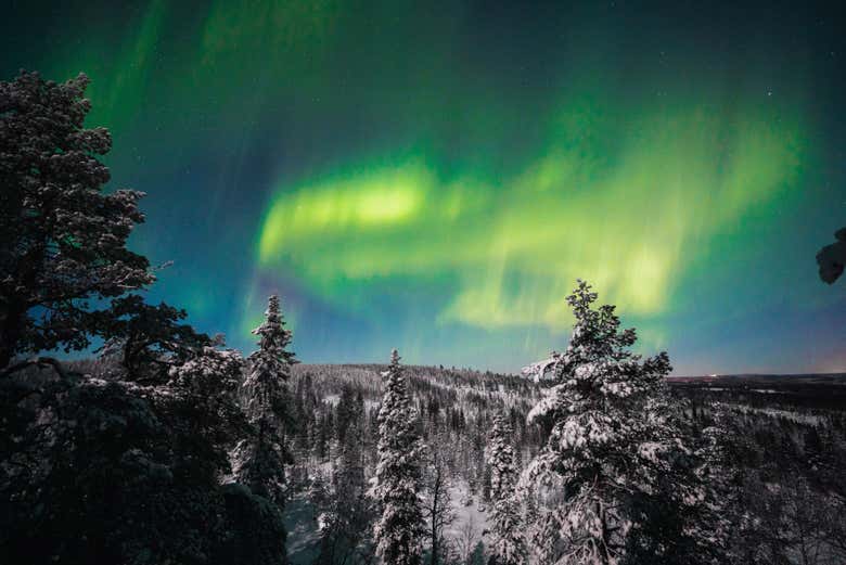 Bosques de Rovaniemi bajo la luz de la aurora boreal