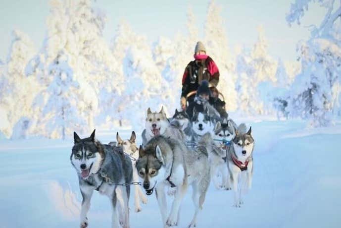 Soak up natural views like never before on a husky sleigh ride