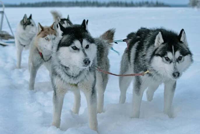 qué te pones para un trineo tirado por perros