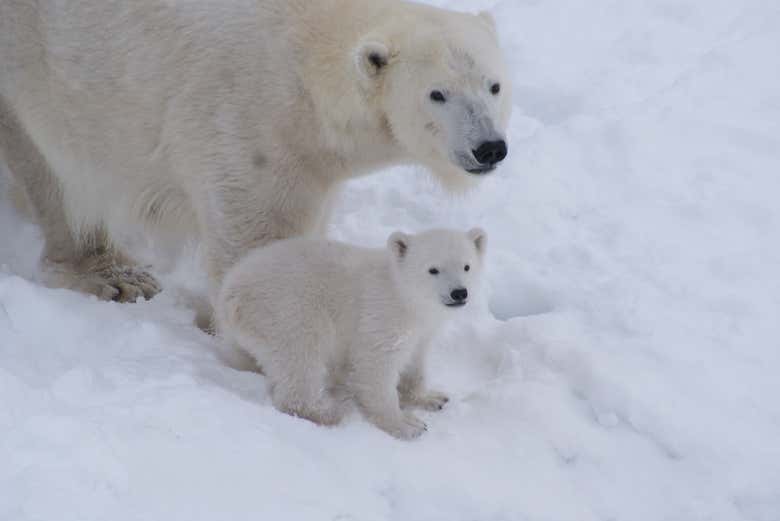 Ranua Wildlife Park From Rovaniemi - Book Online At Civitatis.com