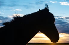 Arctic Circle Horseback Riding