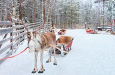 Northern Lights Reindeer Sleigh Ride