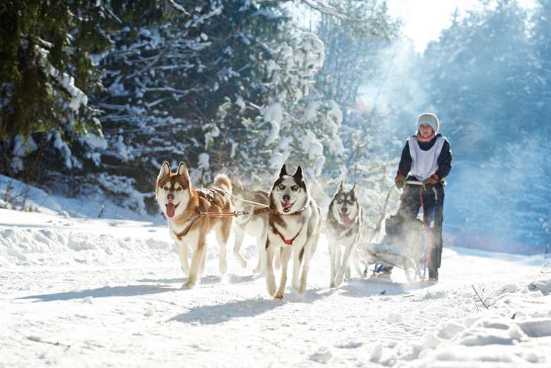 Husky Dog Sled Ride in Sirkka - Book Online at Civitatis.com