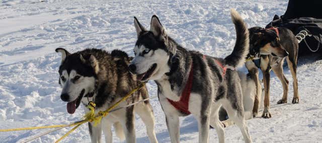 Husky Dog Sled Ride in Ylläsjärvi - Book Online at Civitatis.com