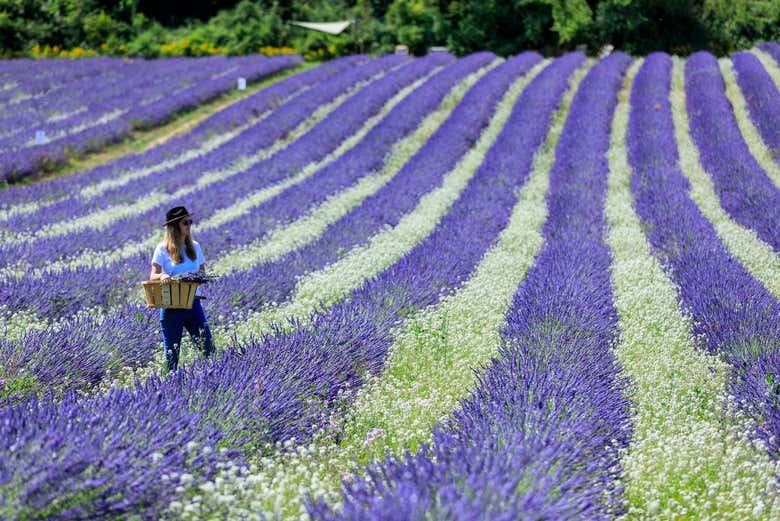 Enjoying a lavender field in Aix-en-Provence