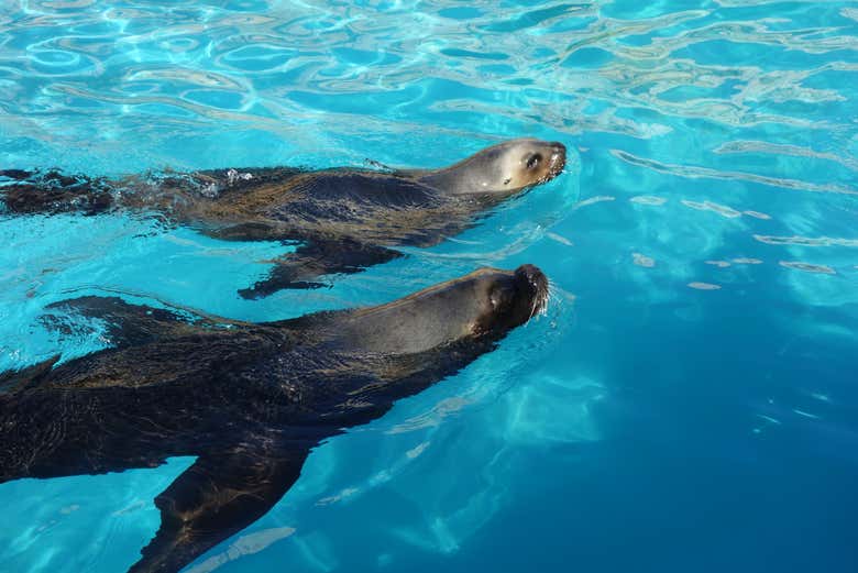 Meet the underwater stars of the show at Marineland!