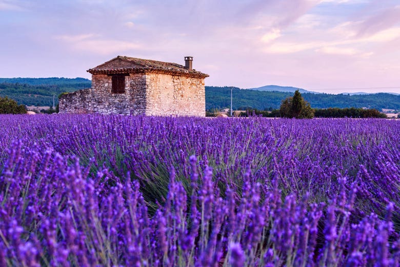 Luberon Lavender Fields Tour From Avignon Book At Civitatis Com
