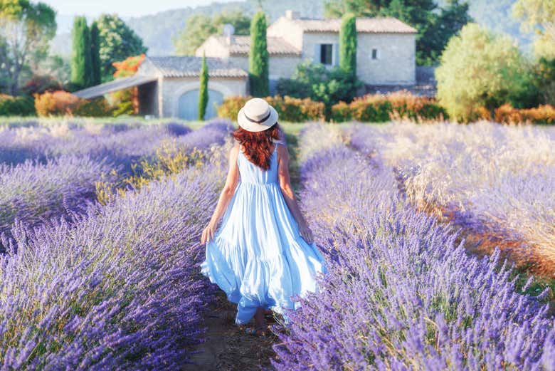 Promenade dans les champs de lavande