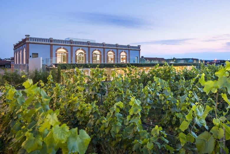 Vineyards next to the Pressoria Museum in Aÿ-Champagne 