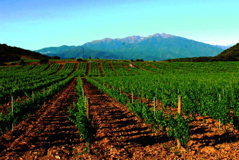 Vineyards in Bélesta