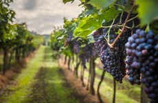 Trekking fra i vigneti di Bélesta