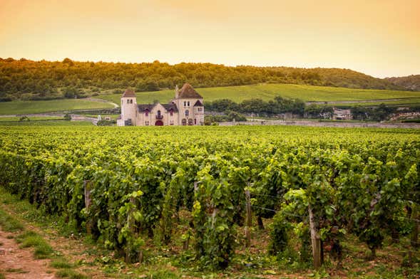 Bélesta Vineyards Jeep Tour