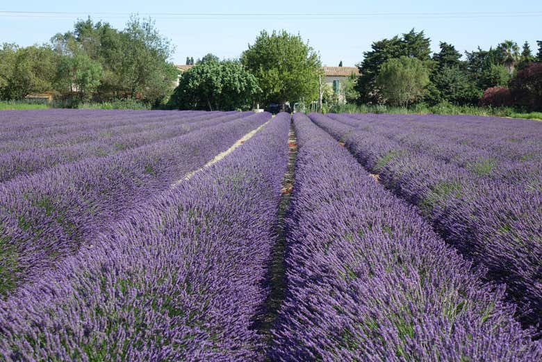 Immerse yourself in the lavender fields of Provence