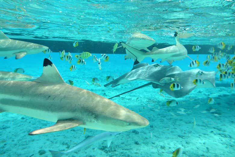 Snorkel with sharks