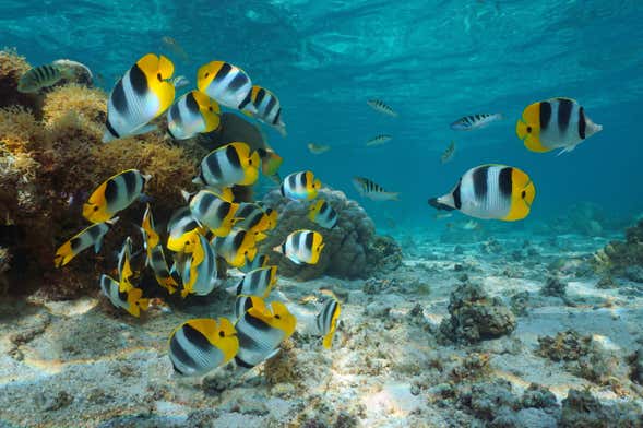 Glass-Bottom Boat Tour