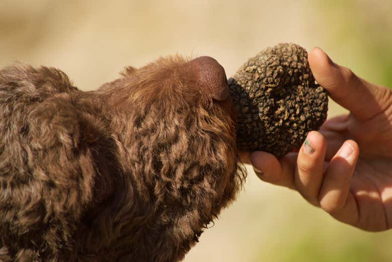 Make furry sharp-nosed friends on this truffle tour