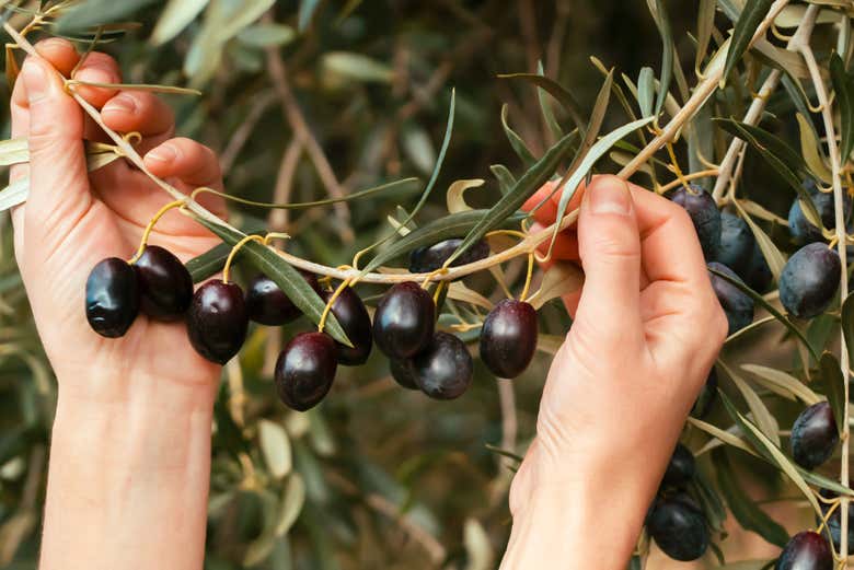 Recolectando aceitunas en Cadenet