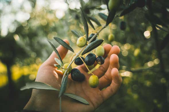 Recolección de aceitunas en Cadenet