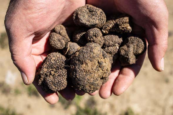 Truffle Hunting Tour