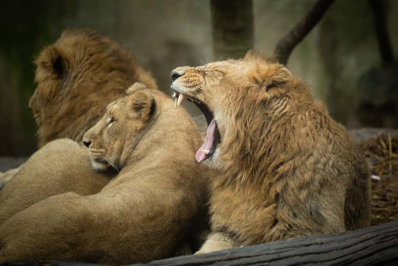 Leoni allo zoo di Mulhouse