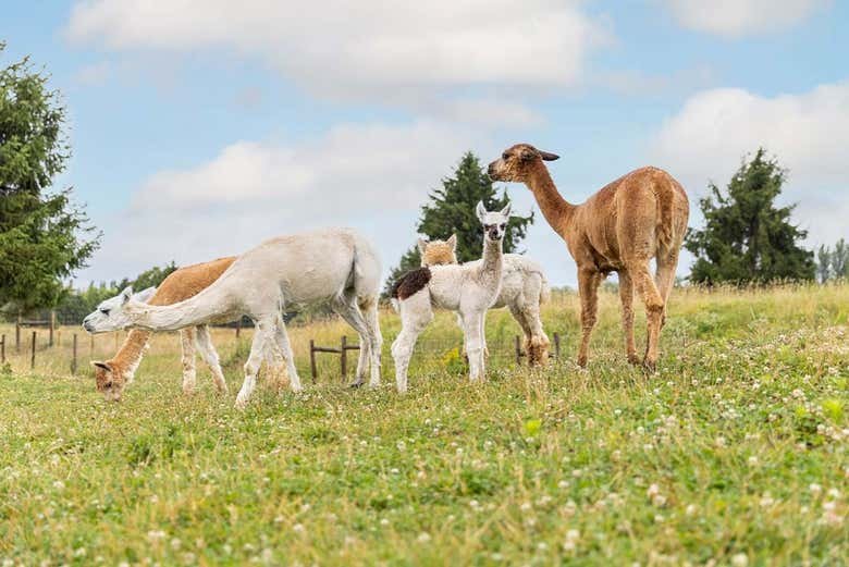 Llamas in Parrot World