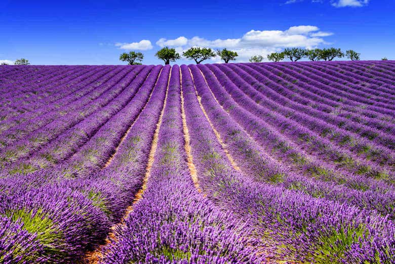 Sault Lavender Tour from Marseille - Book Online at Civitatis.com