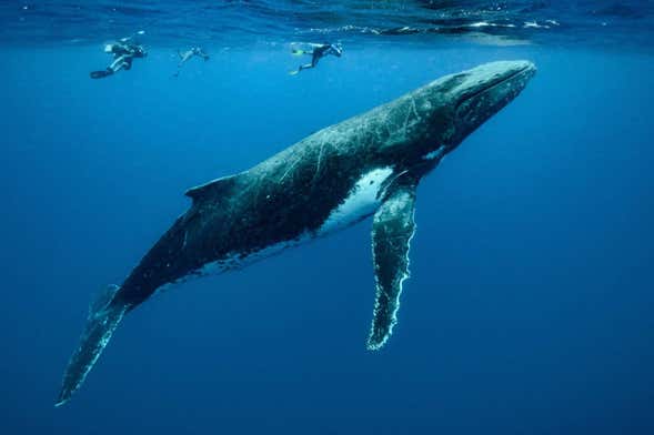 Whale Watching in Mo'orea