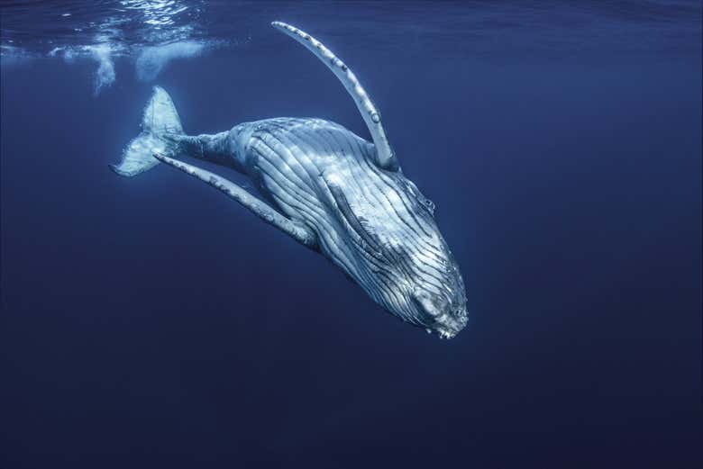 A humpback whale