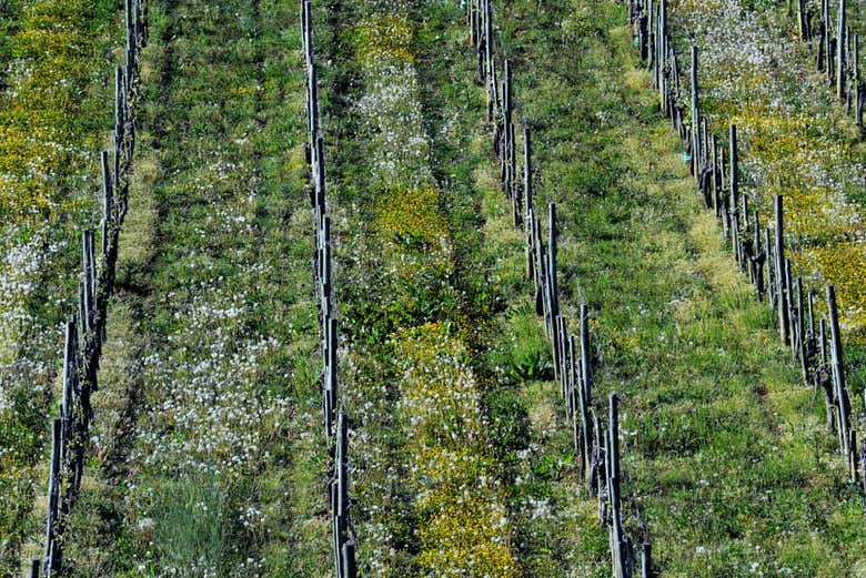 The Jurançon vineyards