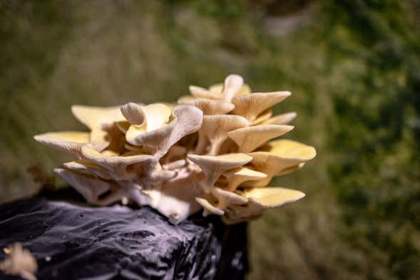 Biglietti per il Museo del Champignon