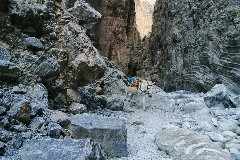 Samaria Gorge Hiking Tour In Heraklion - Book At Civitatis.com