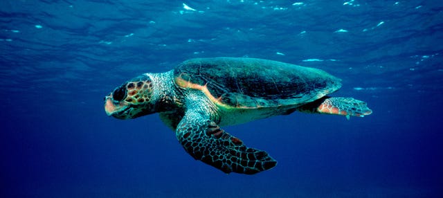 Glass-Bottomed Boat Ride with Turtle Spotting