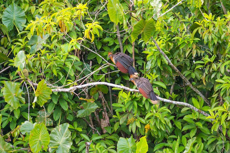 The spectacular Guyanese hoatzin