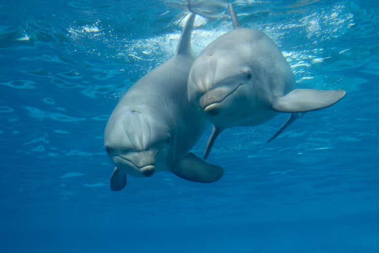 Un couple de dauphins