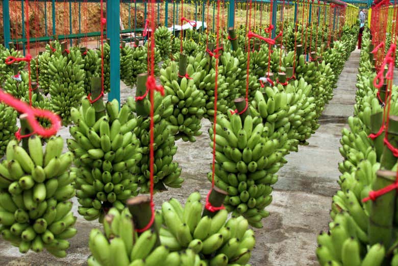 Bananeras en San Pedro Sula