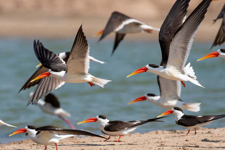 Skimmers indios en las orillas del río Chambal