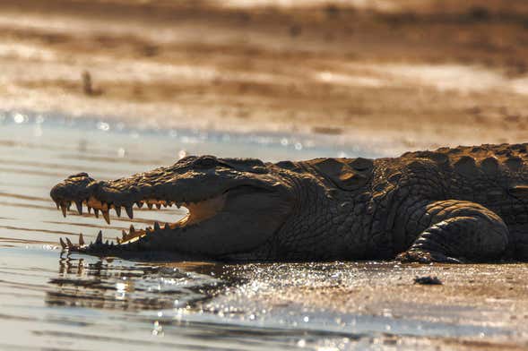 Chambal Valley Safari