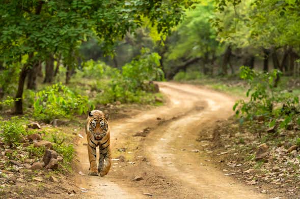 Tour de 8 días por el Triángulo de Oro + Ranthambore