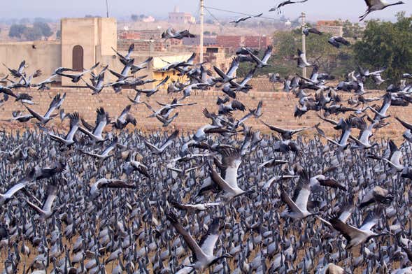 Day Trip to Osian & Khichan from Jodhpur