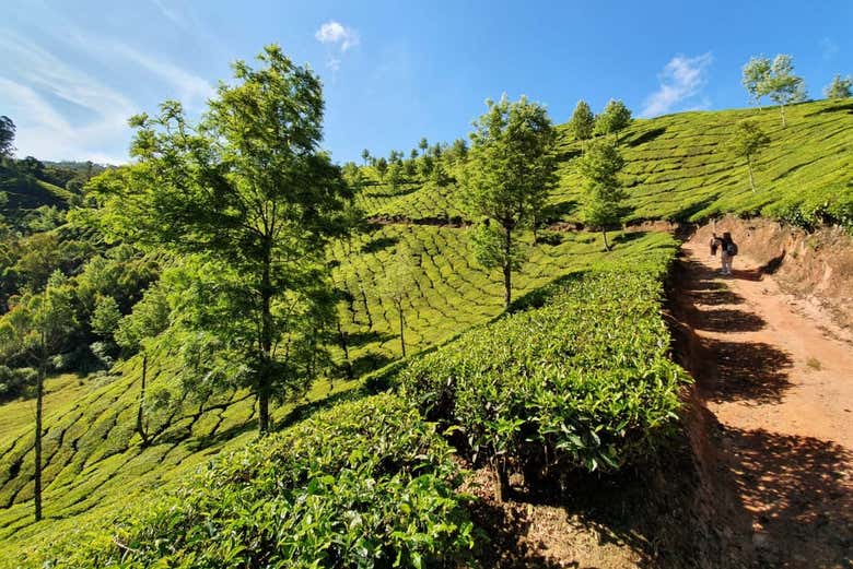 Admiring the tea plantations