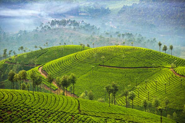 Letchmi Hills + Munnar Tea Plantation Hike