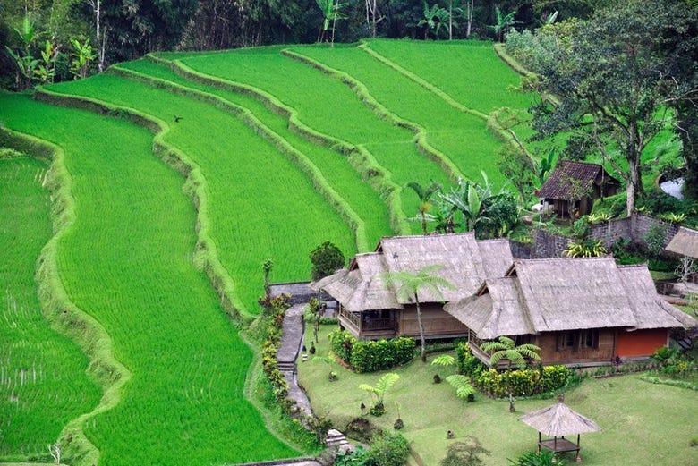 Tegallalang Rice Fields
