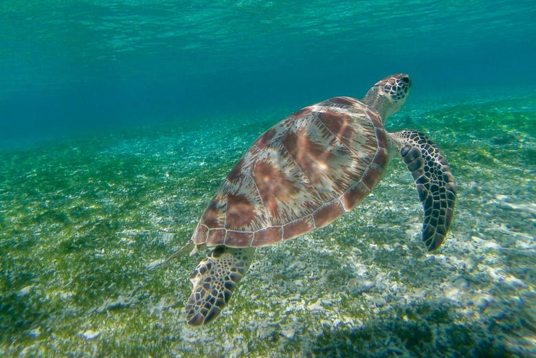 Snorkeling A Nusa Penida E Nusa Lembongan Da Bali Scopri Egitto