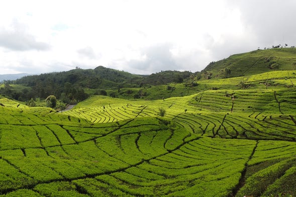 Bandung Tea Plantation Private Day Trip - Book At Civitatis.com