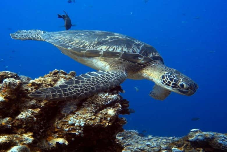 Tartarugas-marinhas em Gili Trawangan