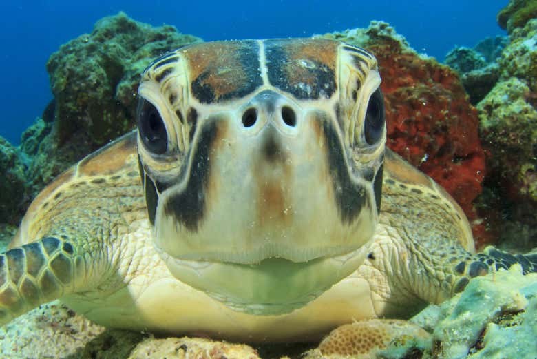 Découvrez les fonds marins !