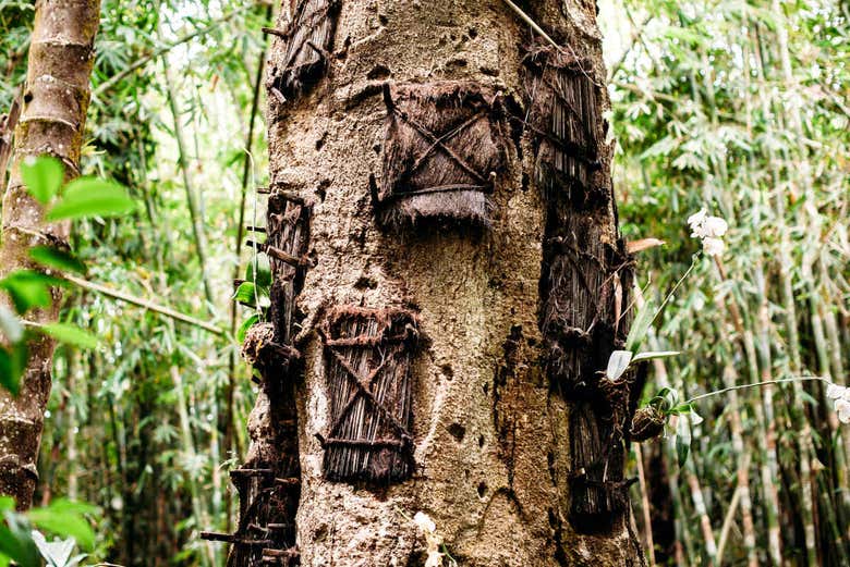 Tree graves in Kambira