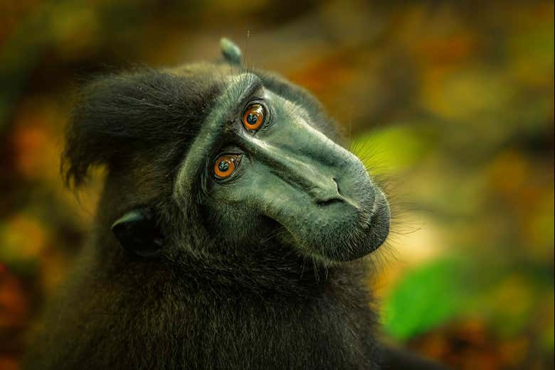 Black-crested macaque